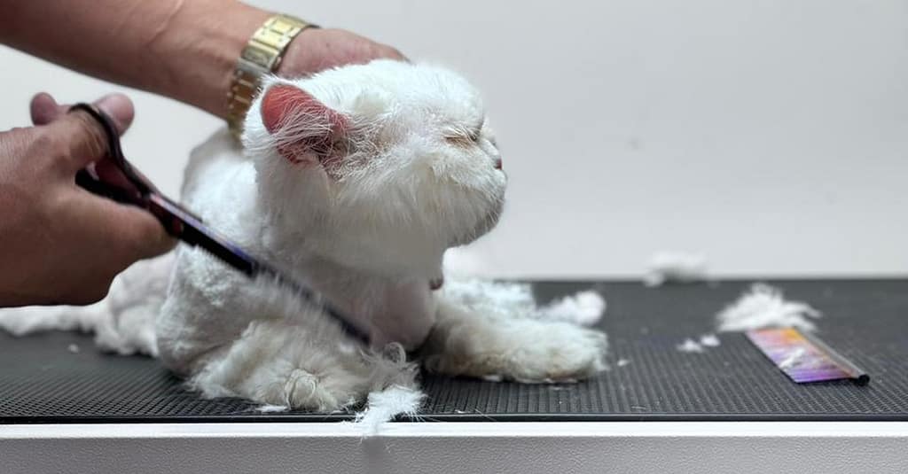 Treat Your Cats/Dogs With Basic/Full Grooming From 10 To Above 30 Kg Dubai other Shop Online at Dubai Trades 4