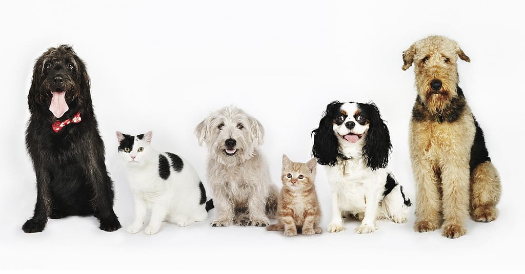 Treat Your Pet To Basic Or Full Grooming For Cats/Dogs @ Sharjah Sharjah & N. Emirates other Shop Online at Dubai Trades 2