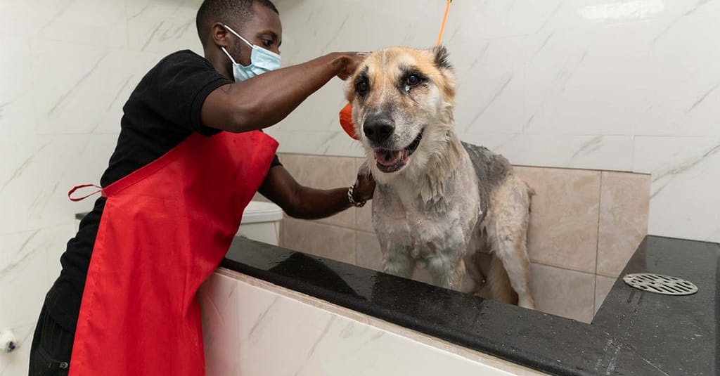 Treat Your Pet To The Ultimate Vip Experience Dubai other Shop Online at Dubai Trades 5