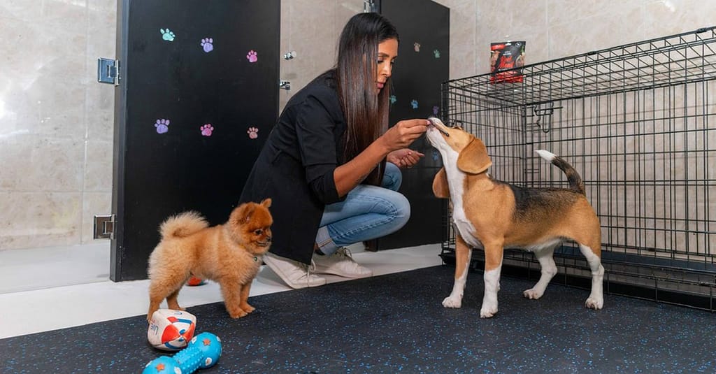 Treat Your Pet To The Ultimate Vip Experience Dubai other Shop Online at Dubai Trades 2