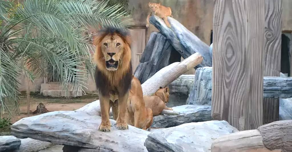 Unleash Adventure: Zoo Entrance + 2 Exciting Activities For 1 Or 2! Abu Dhabi package Shop Online at Dubai Trades 3