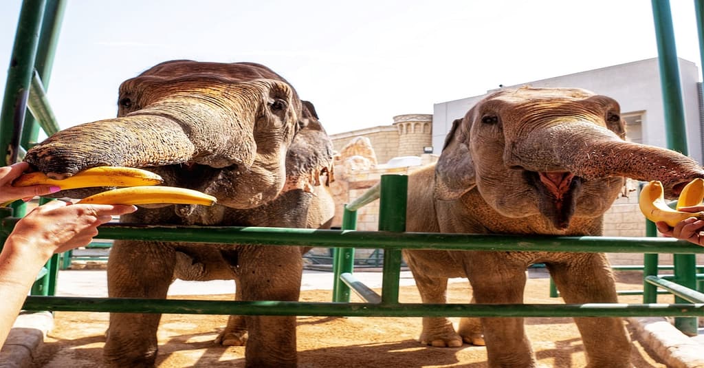 Unleash Adventure: Zoo Entrance + 2 Exciting Activities For 1 Or 2! Abu Dhabi package Shop Online at Dubai Trades 9