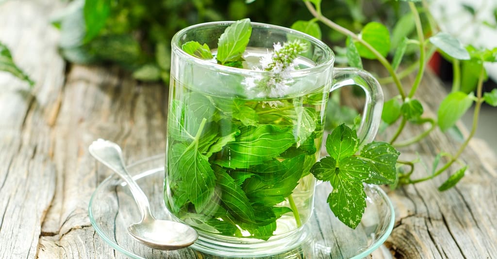 Unlock The Secrets Of Herbs With Master Herbalist Course National Deal other Shop Online at Dubai Trades 2