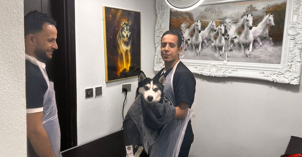 Dog/Cat Medical Check Up At Al Raha Veterinary Clinic Abu Dhabi other Shop Online at Dubai Trades 5