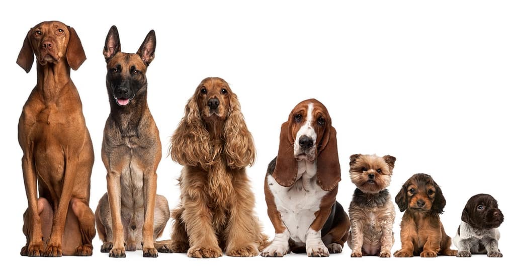 Up To 0% Off On At Al Raha Veterinary Clinic Abu Dhabi other Shop Online at Dubai Trades 2