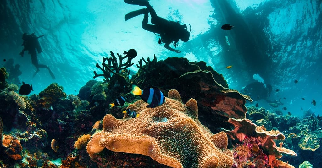 Up To 50% Off On At Orca Diving Center (Fujairah) National Deal activities Shop Online at Dubai Trades 4