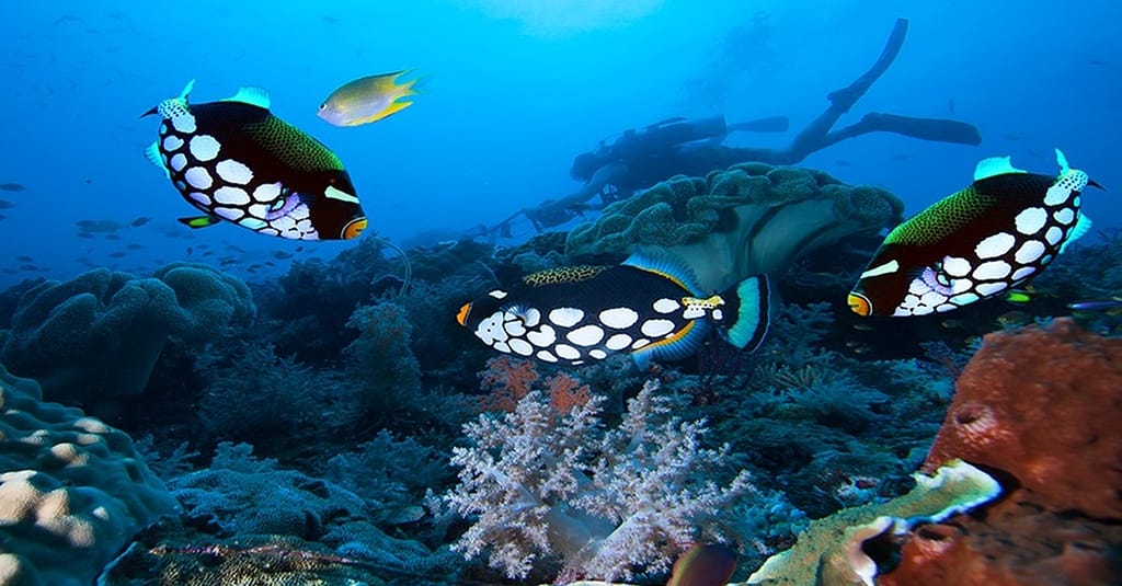 Up To 50% Off On At Orca Diving Center (Fujairah) National Deal activities Shop Online at Dubai Trades 5
