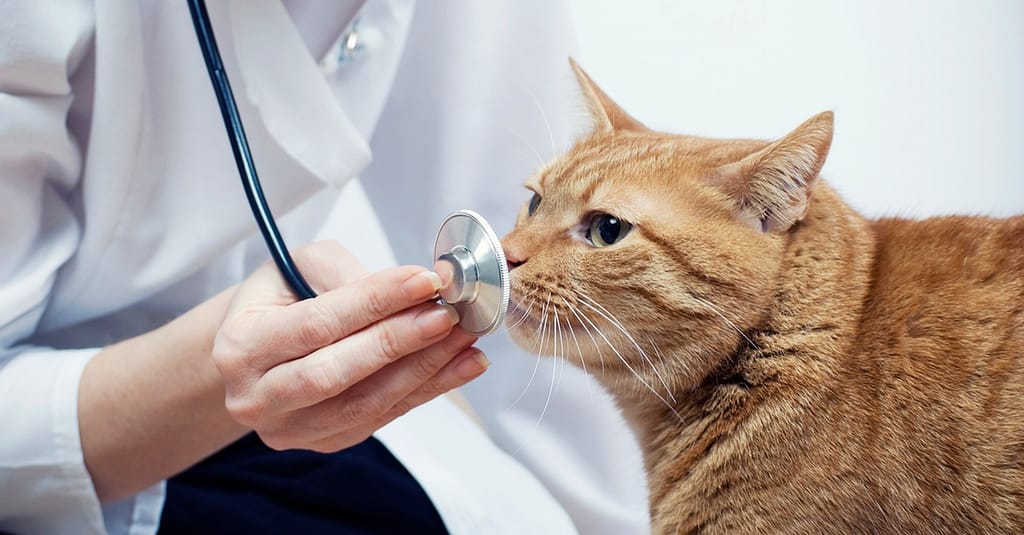 Vet Dubai other Shop Online at Dubai Trades 2
