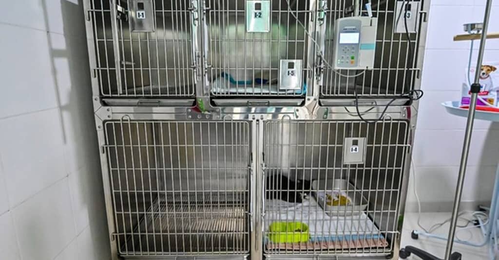Veterinary Examination At Pet Connection Veterinary Clinic Dubai other Shop Online at Dubai Trades 11