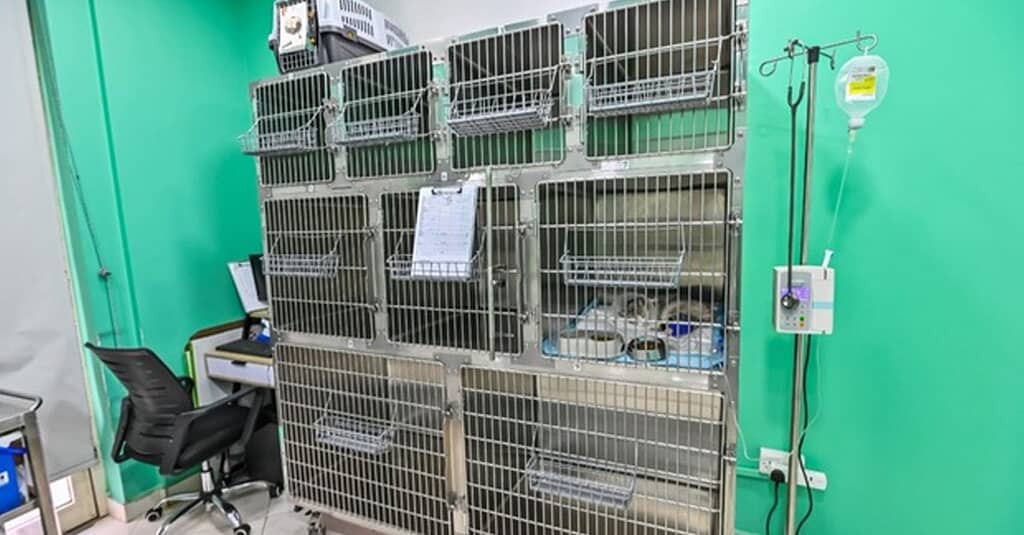 Veterinary Examination At Pet Connection Veterinary Clinic Dubai other Shop Online at Dubai Trades 12