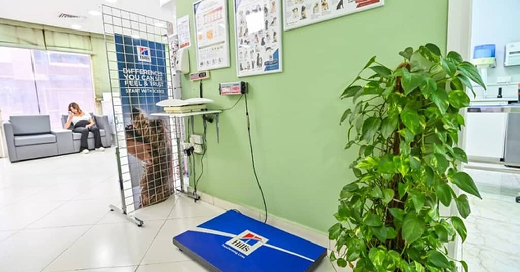 Veterinary Examination At Pet Connection Veterinary Clinic Dubai other Shop Online at Dubai Trades 15