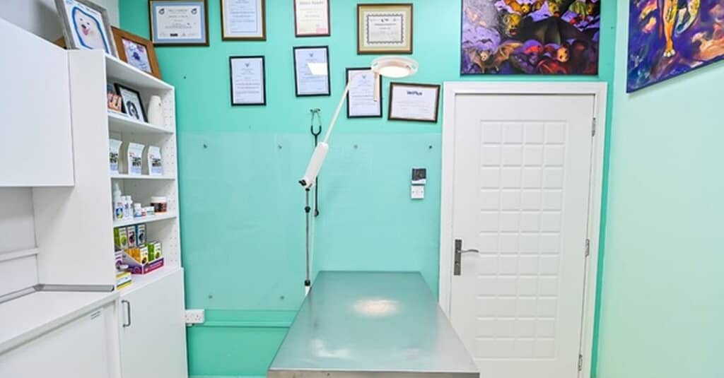 Veterinary Examination At Pet Connection Veterinary Clinic Dubai other Shop Online at Dubai Trades 8
