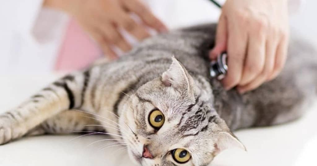 Veterinary Examination At Pet Connection Veterinary Clinic Dubai other Shop Online at Dubai Trades 2