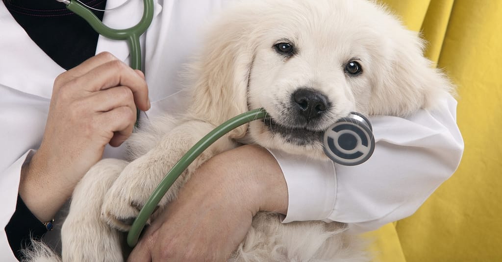 Veterinary Services For A Dog Or Cat At Zoo Veterinary Clinic Abu Dhabi package Shop Online at Dubai Trades 2