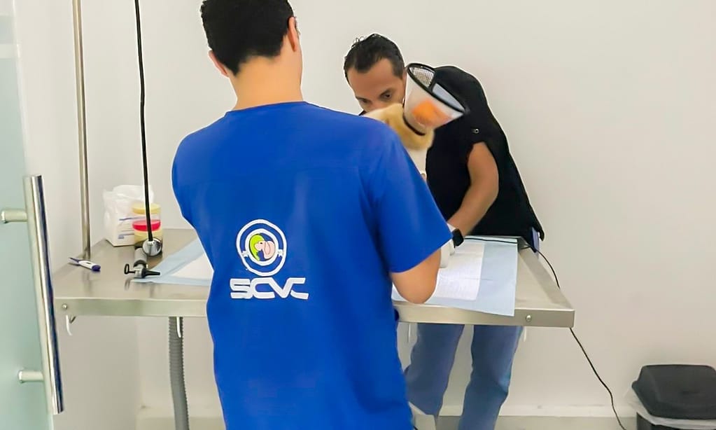 Cat And Dog Check Up And Vaccinations Dubai other Shop Online at Dubai Trades 3