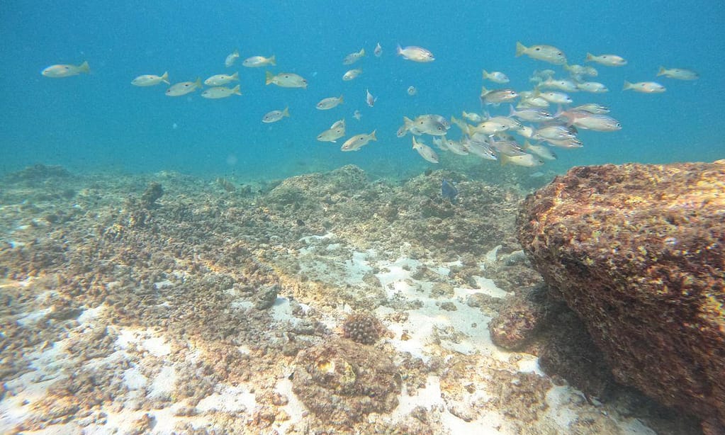 Dive Into Adventure With Diving Course Dubai activities Shop Online at Dubai Trades 14