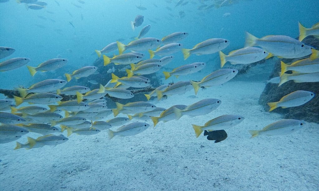 Dive Into Adventure With Diving Course Dubai activities Shop Online at Dubai Trades 15
