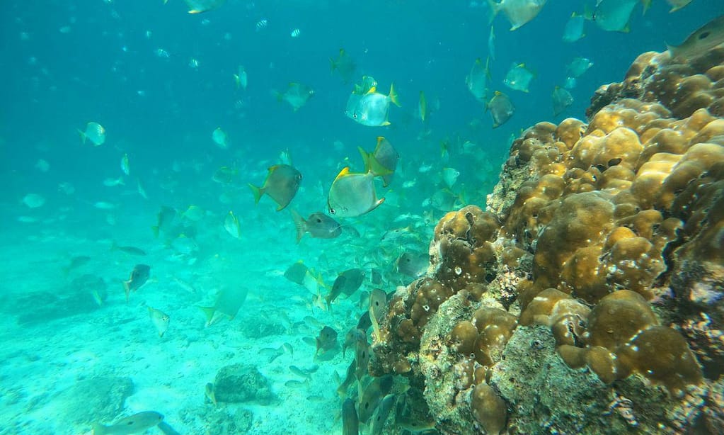 Dive Into Adventure With Diving Course Dubai activities Shop Online at Dubai Trades 16
