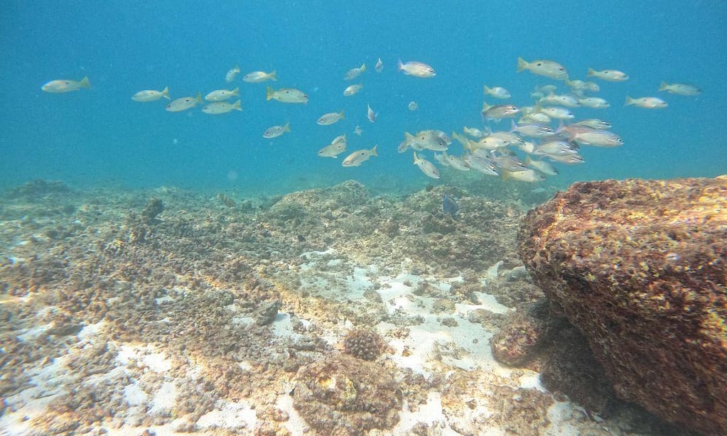 Embark On Adventure: Try Dive, Snorkeling Trip And Boat Trip Dubai activities Shop Online at Dubai Trades 11