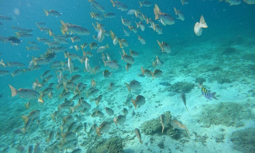 Embark On Adventure: Try Dive, Snorkeling Trip And Boat Trip Dubai activities Shop Online at Dubai Trades 6