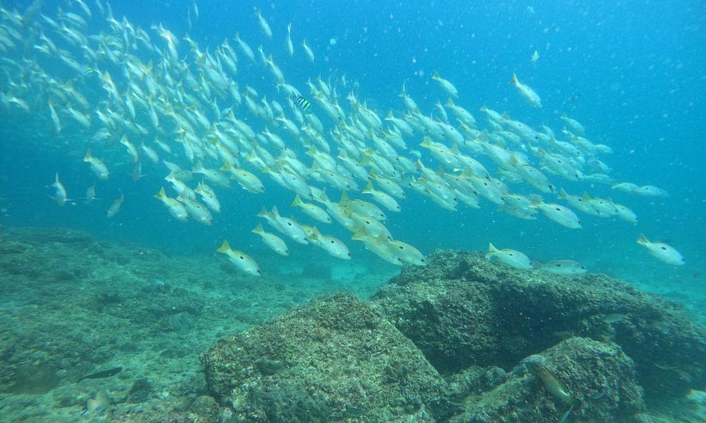 Embark On Adventure: Try Dive, Snorkeling Trip And Boat Trip Dubai activities Shop Online at Dubai Trades 8