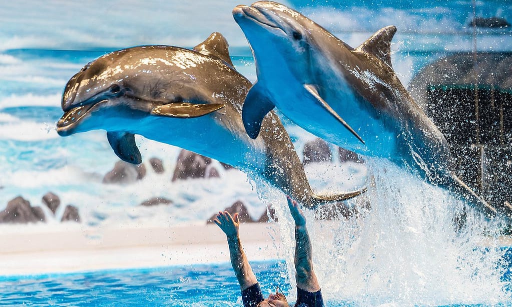 Explore Dubai Aquarium With Frame, Glow Garden, Aya Universe & More! Dubai activities Shop Online at Dubai Trades 3