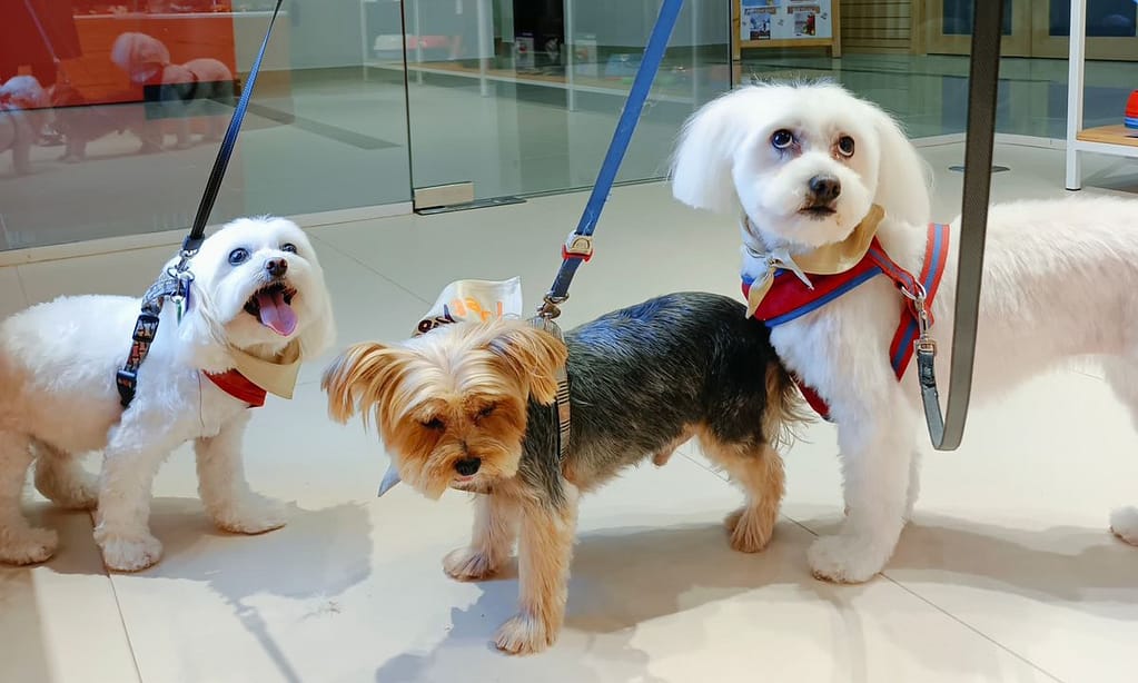 Groom, Grin, And Wag: Unleash Pet Paradise Dubai other Shop Online at Dubai Trades 4