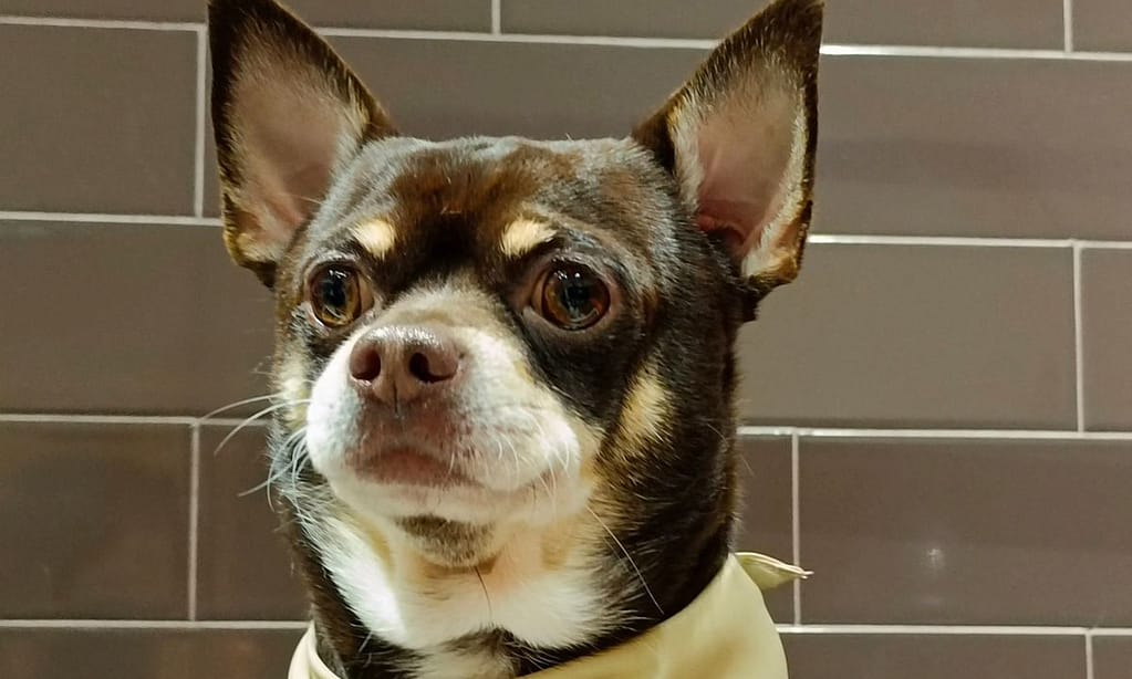 Groom, Grin, And Wag: Unleash Pet Paradise Dubai other Shop Online at Dubai Trades 6