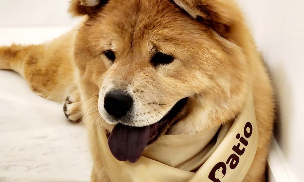 Groom, Grin, And Wag: Unleash Pet Paradise Dubai other Shop Online at Dubai Trades 2