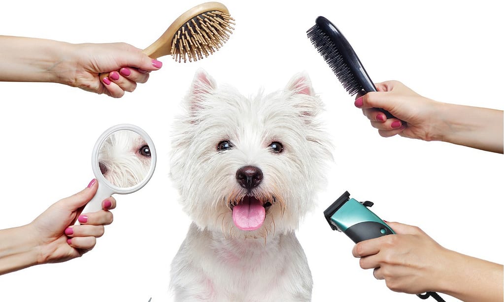 Treat Your Furry Friend To A Spa Day At Six Pawz Pet Grooming! Dubai other Shop Online at Dubai Trades 2
