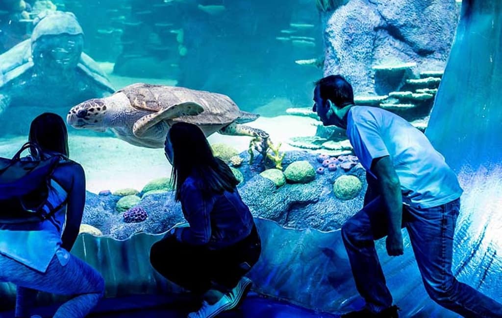 Marine Magic Awaits: Dubai Aquarium & Penguin Cove For 1, 2, Or 4! Dubai activities Shop Online at Dubai Trades 8