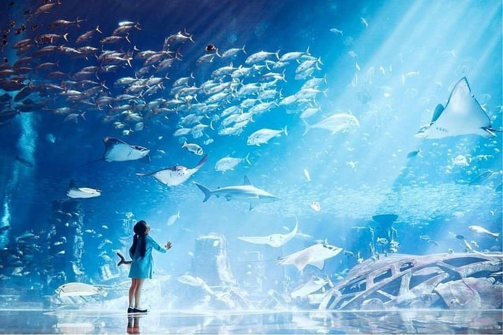 Explore Atlantis At The Lost Chambers Aquarium! Dubai activities Shop Online at Dubai Trades 3