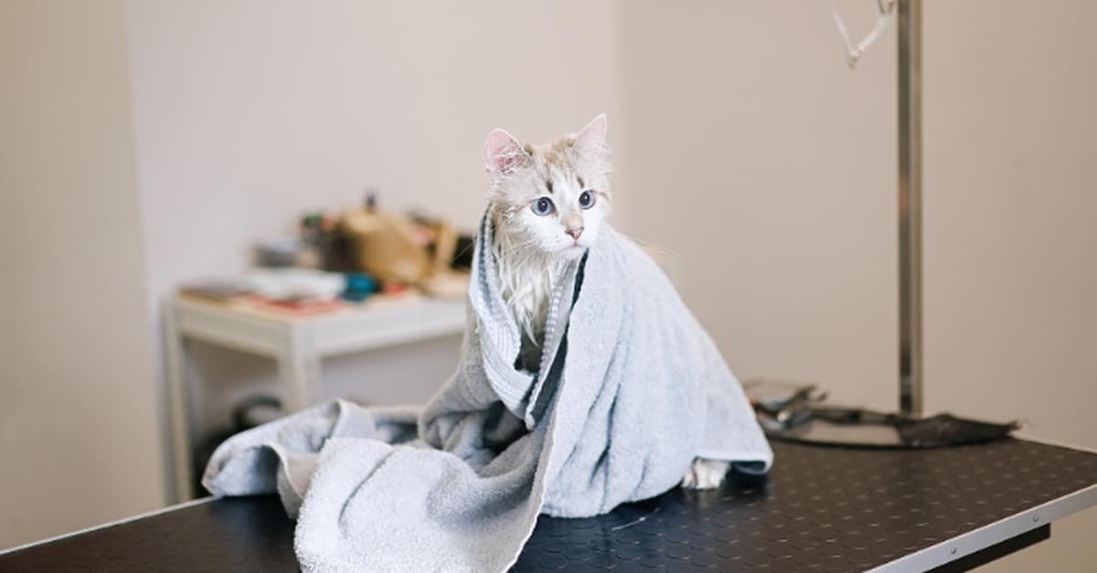 Pet Pamper Grooming: Full Grooming + Haircut For Cats & All Dog Sizes PETS Shop Online at Special Price from Dubai Trades 2
