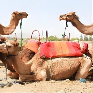 Atlas mountains day tour to Agafay with camel ride at Argana, Marrakesh, Morocco Day Trips & Excursions Shop Online at Dubai Trades