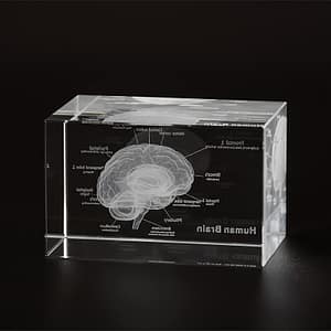 1pc 3d Laser Engraved Human Brain Model, Crystal Model, Anatomical Educational Gift, Medical Science Desk Decor Business, Industry & Science Shop Online at Dubai Trades