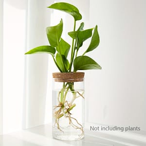1pc, Hydroponics Plants Desktop Planter Vase For Home Decoration, Plant Station Bud Vase, Desktop Hydroponics Plant Vases For Living Table Decoration Kitchen Office Gardening & Lawn Care Shop Online at Dubai Trades