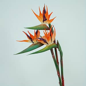 3pcs Vibrant Artificial Bird Of Paradise Flowers – Strelitzia With Green Leaves, Orange & For Home, Office, Wedding Table Centerpiece Decor Artificial Flowers Shop Online at Dubai Trades