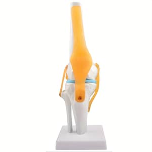 Flexible Human Knee Joint Model With Ligaments – 1: Size, Lightweight Display Base – Ideal For Anatomy Education & Patient Understanding Business, Industry & Science Shop Online at Dubai Trades