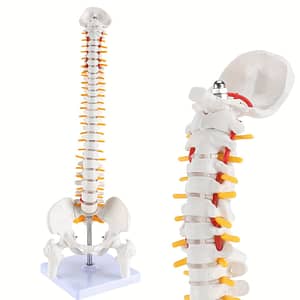 Mini Human Spine Model, 17″ Spine Anatomy Model With Nerves, Vertebra Model With Stand For Medical, Human Anatomy Spine Model Business, Industry & Science Shop Online at Dubai Trades