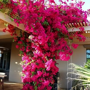 Set Of 3 Lifelike Artificial Bougainvillea Branches – High , Real Touch Flowers For Home & Outdoor Decor, Weddings, Birthdays, And Holidays Outdoor Artificial Flowers Shop Online at Dubai Trades