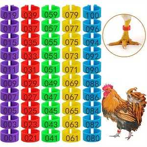 -pack Colorful Numbered Chicken Leg Bands, 16mm Clip-on Poultry Ankle Rings, Plastic Material, For Ducks, Chicks, Guinea Pigeons, Geese, Gamefowl, Turkeys – Identification & Tool Birds Shop Online at Dubai Trades