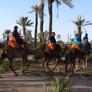 Camel ride at sunset in Marrakech palm grove at Marrakesh, Marrakesh, Morocco Day Trips & Excursions Shop Online at Dubai Trades