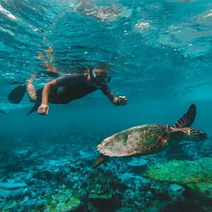 Dive & Snorkel Trips in Fujairah – Water Sports Travel, Activities & Events Shop Online at Dubai Trades 2