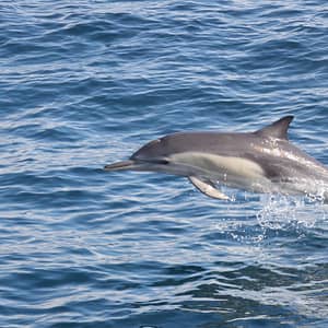 Dolphins Watching & Snorkeling – Sightseeing and Tours Sightseeing and Tours Shop Online at Dubai Trades