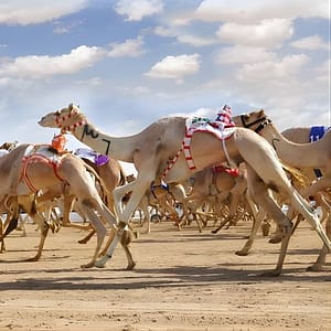 Dubai Royal Camel Race with Prime Seats & Short Camel Ride at Dubai royal Camel Racing Club, Dubai, United Arab Emirates Activities Shop Online at Dubai Trades