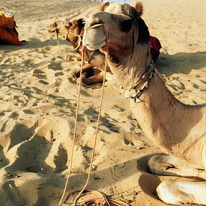 Half Day Camel Ride Agafay with Pickup at Hôtel Tazi, Marrakesh, Morocco Activities Shop Online at Dubai Trades