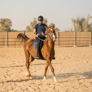 Horse Riding At Mleiha Arena – Sports Events Sports Events Shop Online at Dubai Trades