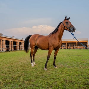 Horse Riding at Al Marmoom Oasis With Transfer – Desert safaris Desert safaris Shop Online at Dubai Trades