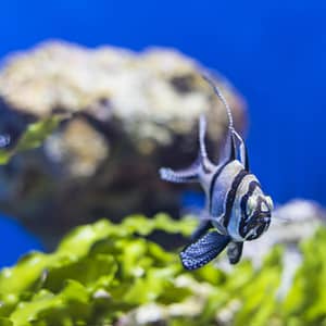SEA LIFE Manchester Entry Ticket – Theme Parks Theme Parks Shop Online at Dubai Trades
