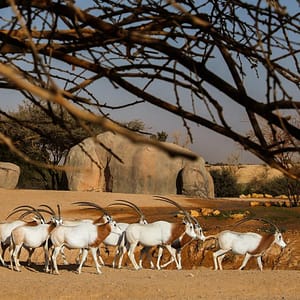 Al Ain Zoo Tickets – Experiences Experiences Shop Online at Dubai Trades